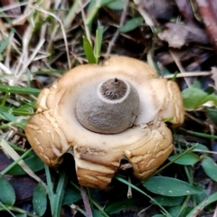 Geastrum triplex at Eurobodalla National Park - 16 Jun 2024 11:18 AM