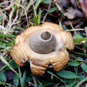 Geastrum triplex at Eurobodalla National Park - 16 Jun 2024 11:18 AM