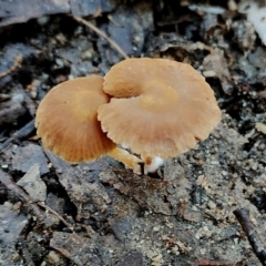 Unidentified Cap on a stem; gills below cap [mushrooms or mushroom-like] at Bodalla, NSW - 16 Jun 2024 by Teresa