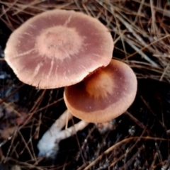 Unidentified Cap on a stem; gills below cap [mushrooms or mushroom-like] at Bodalla, NSW - 16 Jun 2024 by Teresa