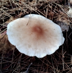 Unverified Cap on a stem; gills below cap [mushrooms or mushroom-like] at Eurobodalla National Park - 16 Jun 2024 by Teresa