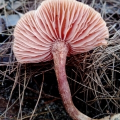 Unverified Cap on a stem; gills below cap [mushrooms or mushroom-like] at Eurobodalla National Park - 16 Jun 2024 by Teresa