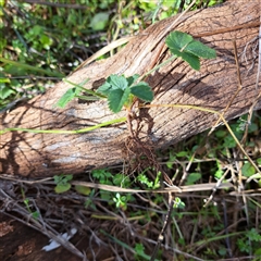 Potentilla indica (Indian Strawberry) at Watson, ACT - 17 Jun 2024 by abread111