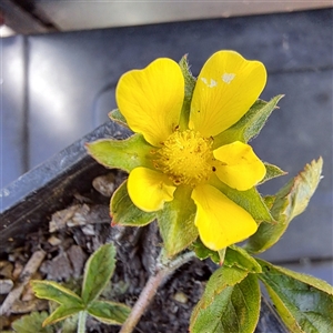 Potentilla indica at Watson, ACT - 17 Jun 2024