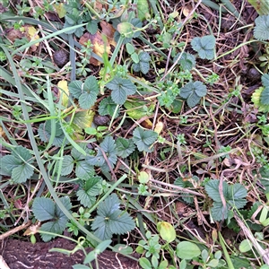 Potentilla indica at Watson, ACT - 17 Jun 2024