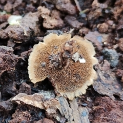 Coltricia sp. at Bodalla State Forest - 16 Jun 2024