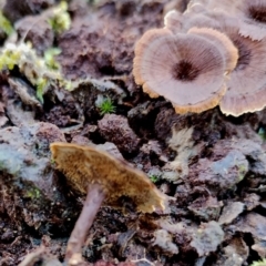 Coltricia sp. at Bodalla State Forest - 16 Jun 2024