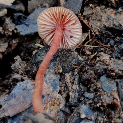 Laccaria sp. (Laccaria) at Bodalla, NSW - 16 Jun 2024 by Teresa