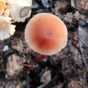 Laccaria sp. at Eurobodalla National Park - 16 Jun 2024