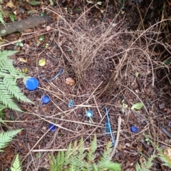 Ptilonorhynchus violaceus (Satin Bowerbird) at South East Forest National Park - 12 Jun 2024 by plants