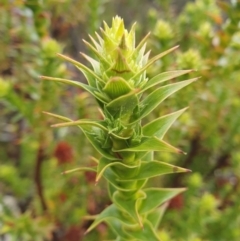 Richea sprengelioides (rigid candleheath) at Wellington Park, TAS - 14 Jun 2024 by Detritivore