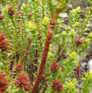 Richea sprengelioides at Wellington Park, TAS - 15 Jun 2024