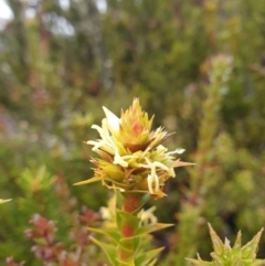 Richea sprengelioides at Wellington Park, TAS - 15 Jun 2024