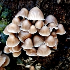 Mycena subgalericulata at Bodalla, NSW - 16 Jun 2024 by Teresa