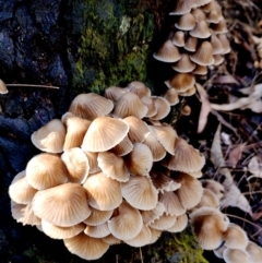 Mycena subgalericulata at Eurobodalla National Park - 16 Jun 2024