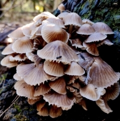 Mycena subgalericulata at Eurobodalla National Park - 16 Jun 2024 10:07 AM