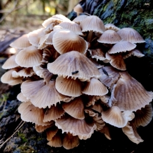 Mycena subgalericulata at Eurobodalla National Park - 16 Jun 2024