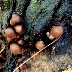 Mycena subgalericulata at Eurobodalla National Park - 16 Jun 2024