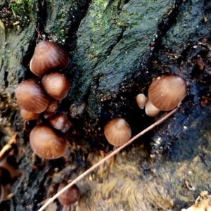 Mycena subgalericulata at Eurobodalla National Park - 16 Jun 2024