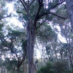 Eucalyptus longifolia (Woollybutt) at Mimosa Rocks National Park - 15 Jun 2024 by plants