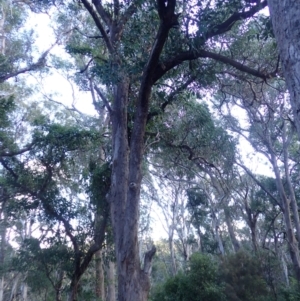 Eucalyptus longifolia at Mimosa Rocks National Park - 15 Jun 2024 12:24 PM