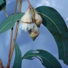 Eucalyptus longifolia at Mimosa Rocks National Park - 15 Jun 2024