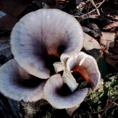 Omphalotus nidiformis at Bodalla, NSW - 16 Jun 2024 by Teresa