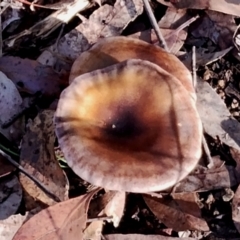 Omphalotus nidiformis at Bodalla, NSW - 16 Jun 2024