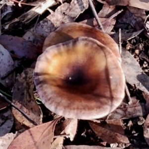 Omphalotus nidiformis at Bodalla, NSW - 16 Jun 2024