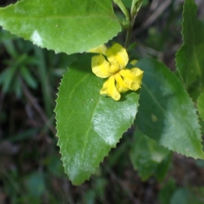 Goodenia ovata (Hop Goodenia) at Nelson, NSW - 15 Jun 2024 by plants