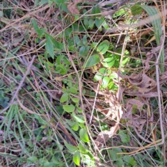 Asparagus asparagoides (Bridal Creeper, Florist's Smilax) at Mount Majura - 17 Jun 2024 by abread111