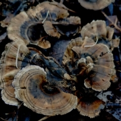 Unverified Cap on a stem; teeth below cap at Bodalla, NSW - 16 Jun 2024 by Teresa