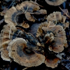 Unidentified Cap on a stem; teeth below cap at Bodalla, NSW - 16 Jun 2024 by Teresa