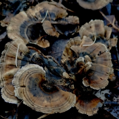 Unidentified Cap on a stem; teeth below cap at Bodalla, NSW - 16 Jun 2024 by Teresa