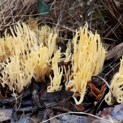 Ramaria lorithamnus at Bodalla, NSW - 16 Jun 2024 by Teresa