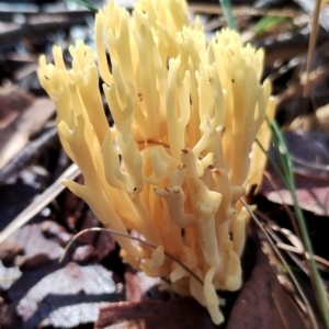 Ramaria lorithamnus at Eurobodalla National Park - 16 Jun 2024 10:21 AM