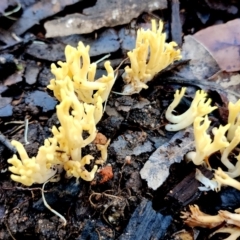 Ramaria lorithamnus at Eurobodalla National Park - 16 Jun 2024 10:21 AM