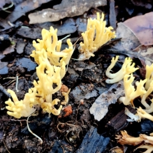 Ramaria lorithamnus at Eurobodalla National Park - 16 Jun 2024 10:21 AM