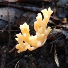 Ramaria lorithamnus at Eurobodalla National Park - 16 Jun 2024 10:21 AM