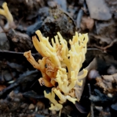 Ramaria lorithamnus at Eurobodalla National Park - 16 Jun 2024 10:21 AM