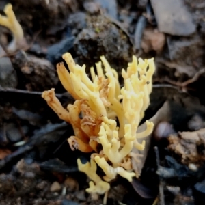 Ramaria lorithamnus at Eurobodalla National Park - 16 Jun 2024 10:21 AM