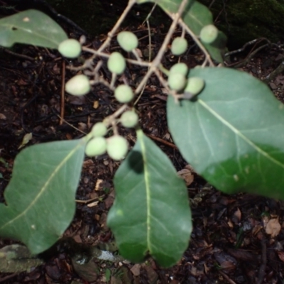 Notelaea venosa (Large Mock Olive) at Mimosa Rocks National Park - 15 Jun 2024 by plants