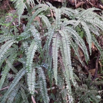 Adiantum hispidulum var. hispidulum (Rough Maidenhair) at Mimosa Rocks National Park - 15 Jun 2024 by plants