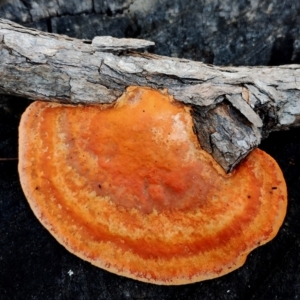 Trametes coccinea at Bodalla State Forest - 16 Jun 2024