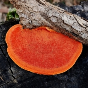 Trametes coccinea at Bodalla State Forest - 16 Jun 2024