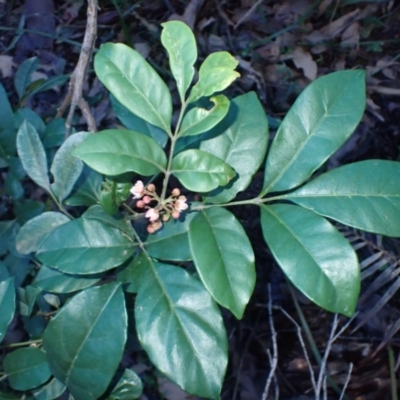 Synoum glandulosum (Scentless Rosewood) at Tanja, NSW - 15 Jun 2024 by plants