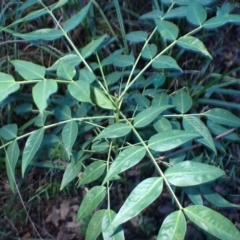 Senna septemtrionalis (Winter Senna, Arsenuc Bush) at Tanja Lagoon Camp - 15 Jun 2024 by plants