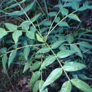 Senna septemtrionalis at Tanja Lagoon Camp - 15 Jun 2024 01:47 PM