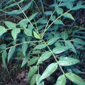 Senna septemtrionalis at Tanja Lagoon Camp - 15 Jun 2024