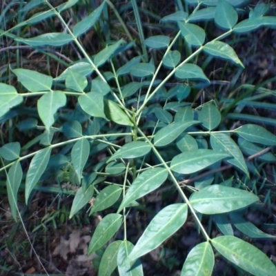 Senna septemtrionalis (Winter Senna, Arsenuc Bush) at Mimosa Rocks National Park - 15 Jun 2024 by plants